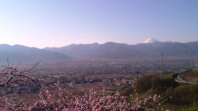 ももの花と富士山
