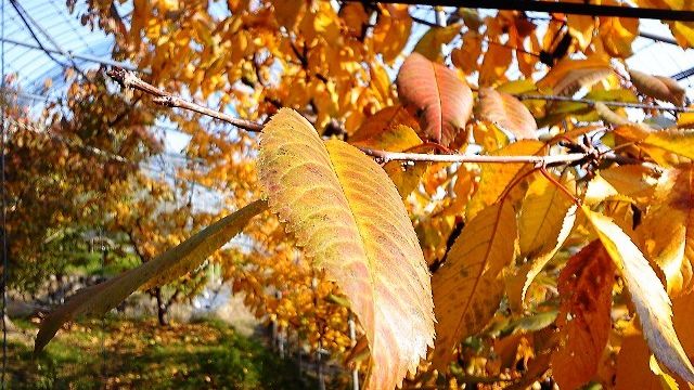 さくらんぼ紅葉 (2)
