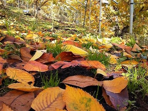 さくらんぼ紅葉