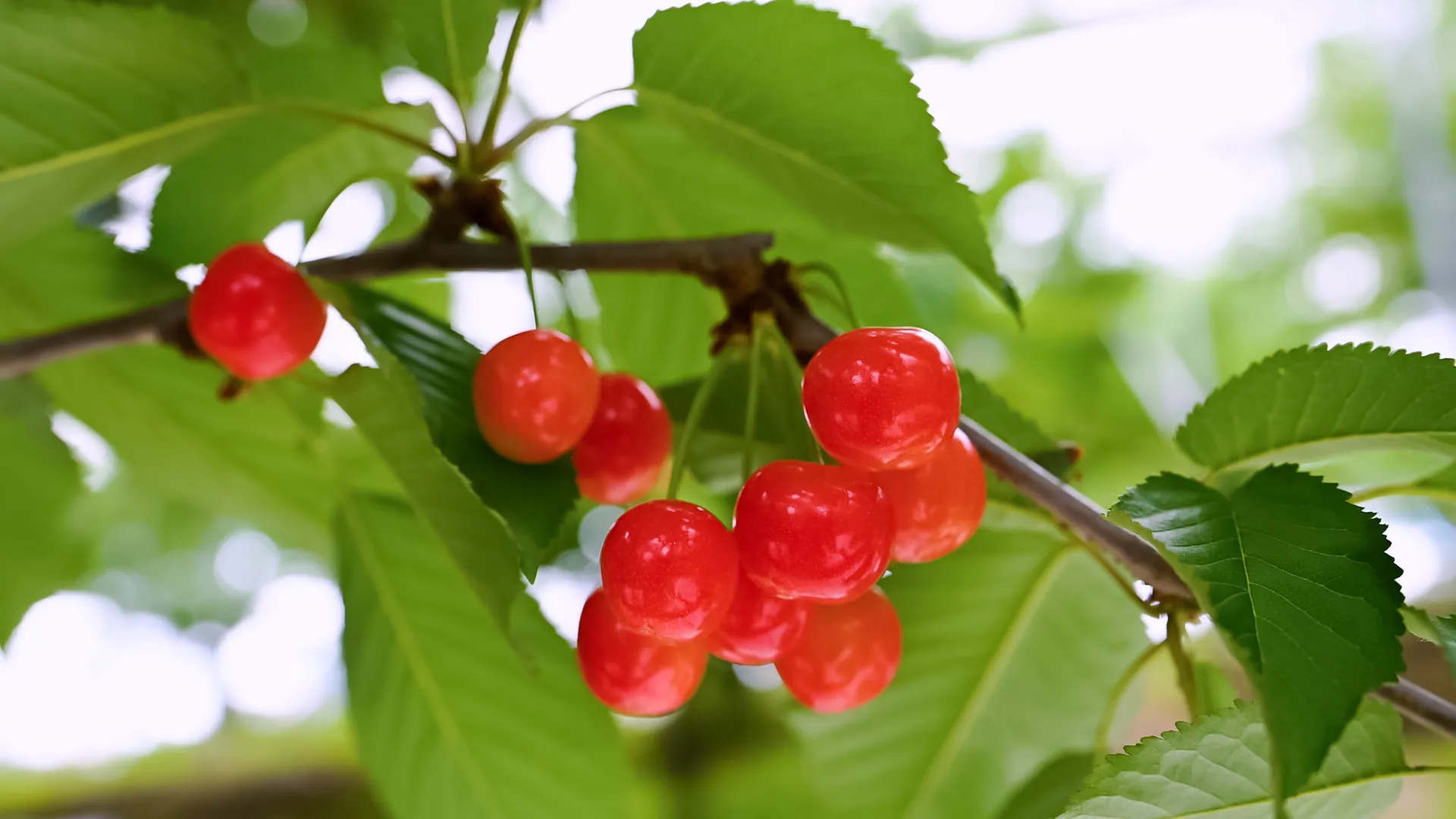 フルーツ狩りは大沢農園 山梨県山梨市