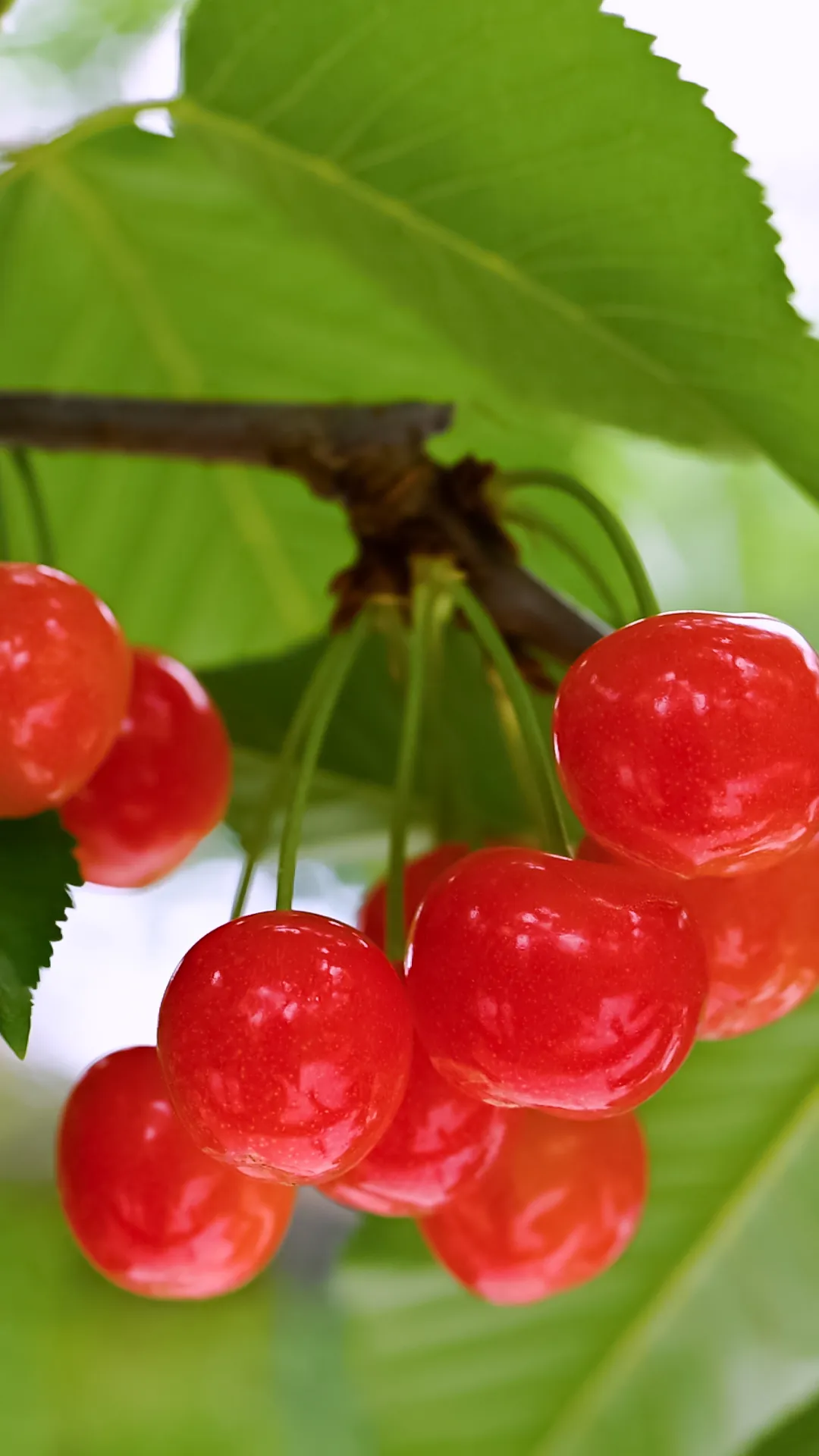 フルーツ狩りは大沢農園 山梨県山梨市