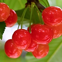 大沢農園プロモーションビデオ