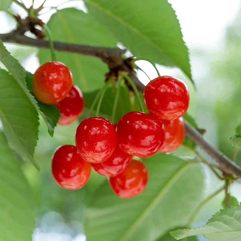 大沢農園のぶどう