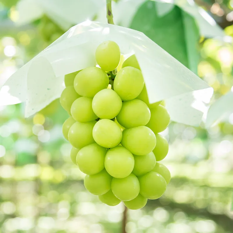 大沢農園のぶどう