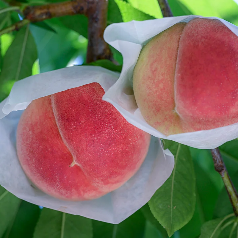 大沢農園のぶどう