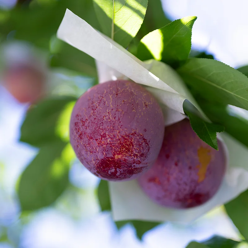 大沢農園のぶどう