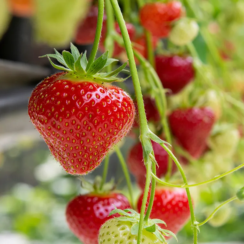 大沢農園のぶどう