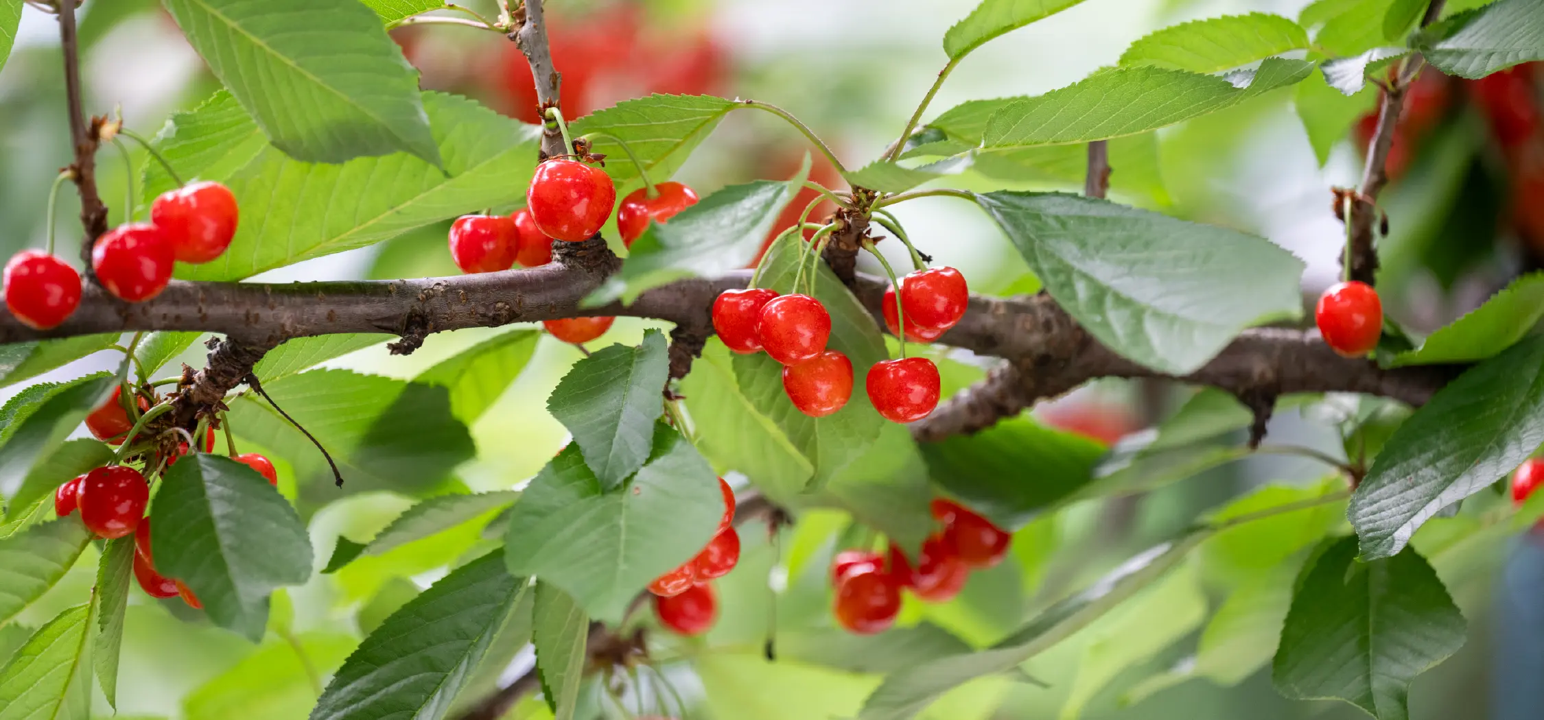 大沢農園 農園アクセス