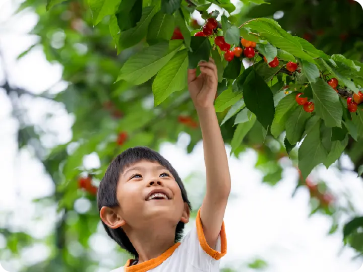 さくらんぼ狩りの当日の流れ 4 さくらんぼ狩り開始