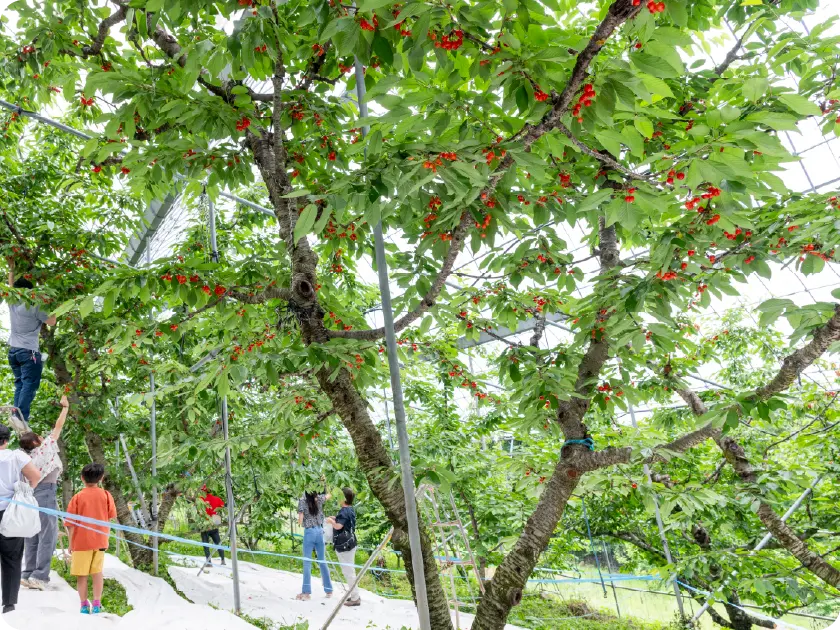 大沢農園 サクランボ狩りの料金について