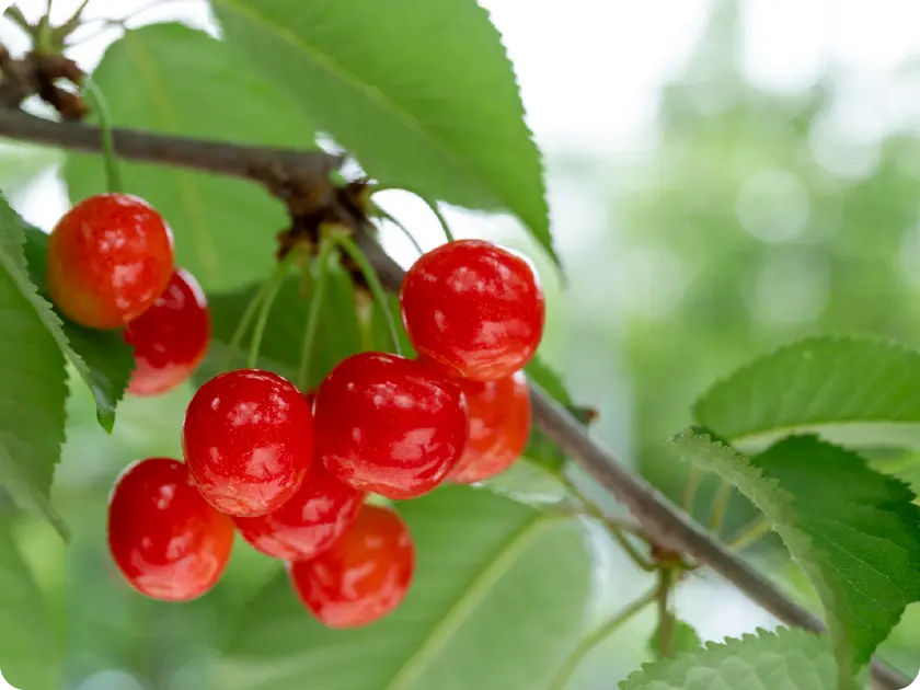 大沢農園 サクランボ狩りの料金について