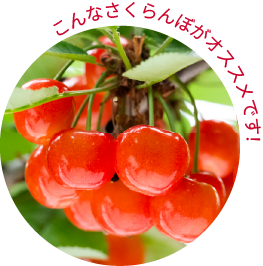 大沢農園 おいしいさくらんぼの見分け方
