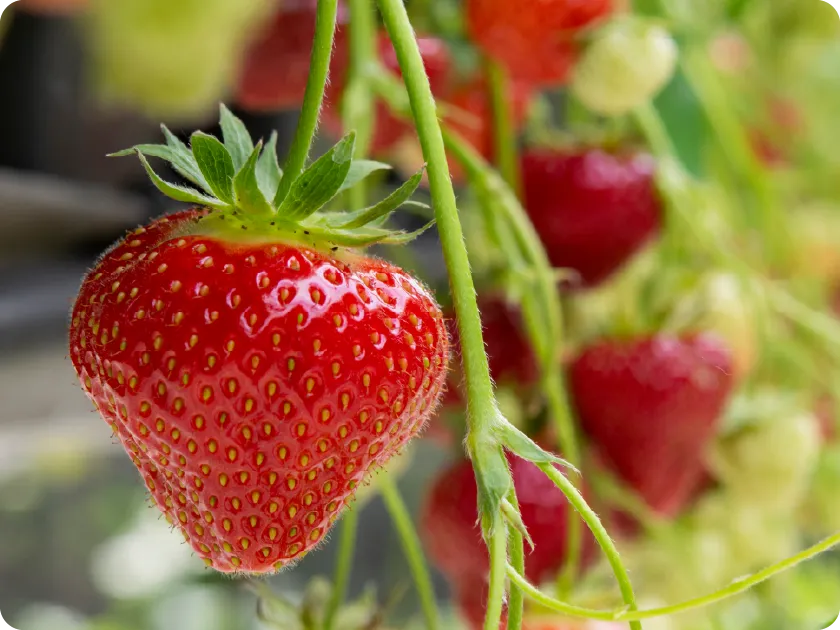 大沢農園 いちご