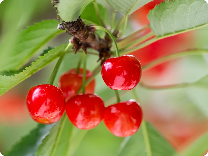 大沢農園 さくらんぼ