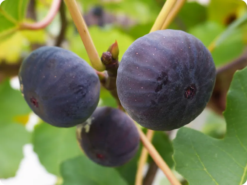 大沢農園 いちじく