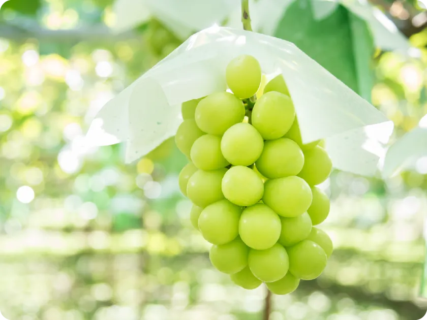 大沢農園 ぶどう
