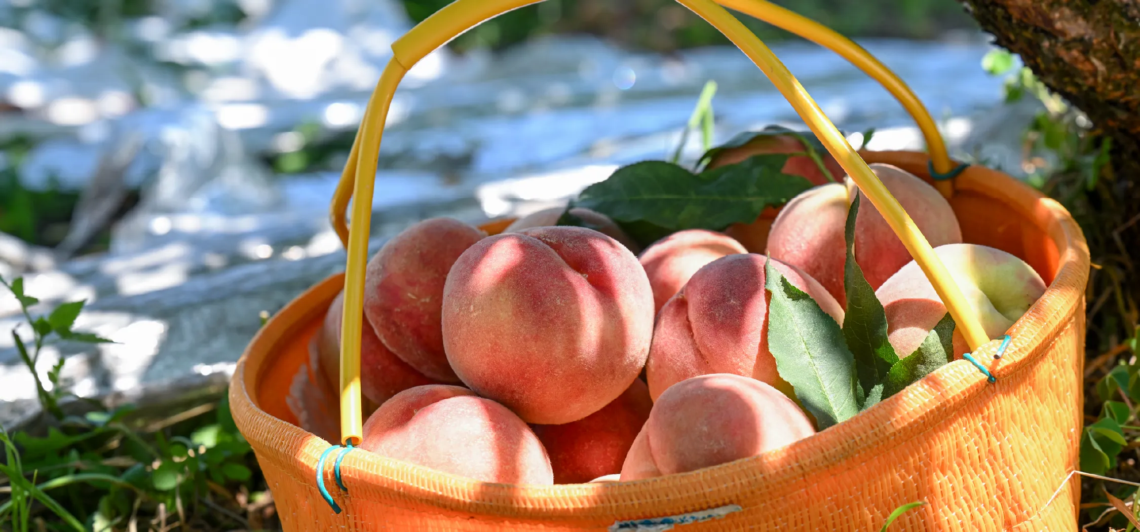 大沢農園 フルーツ一覧