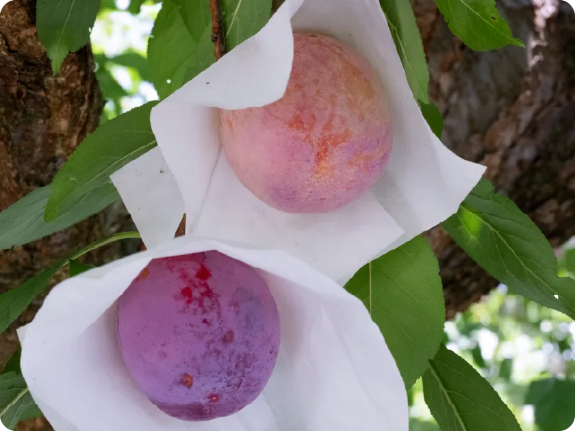 大沢農園 すもも