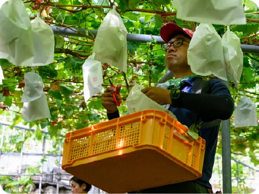 大沢農園 大沢農園の歴史