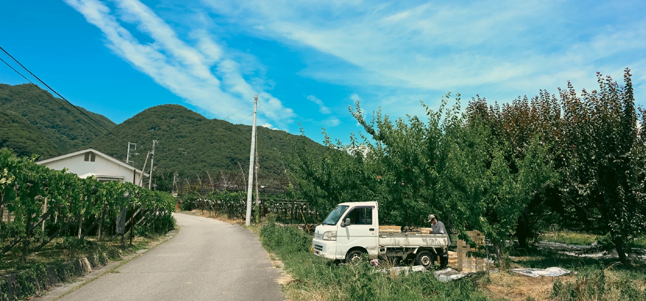 大沢農園 大沢農園の歴史