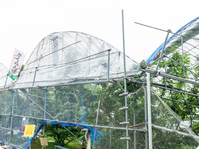 大沢農園の雨よけハウス栽培