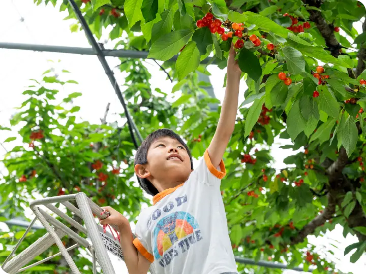 大沢農園雨よけハウス栽培の魅力１