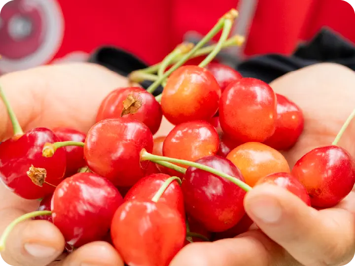 大沢農園雨よけハウス栽培の魅力２
