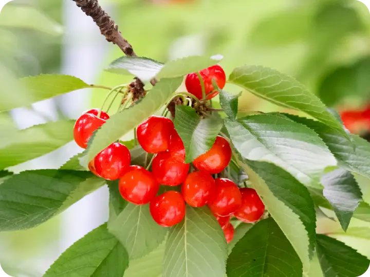 大沢農園雨よけハウス栽培の魅力３