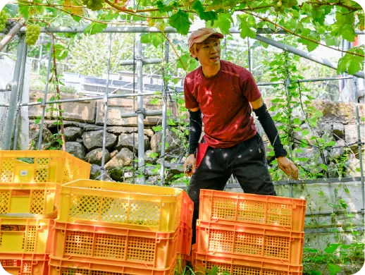 大沢農園で働く様子