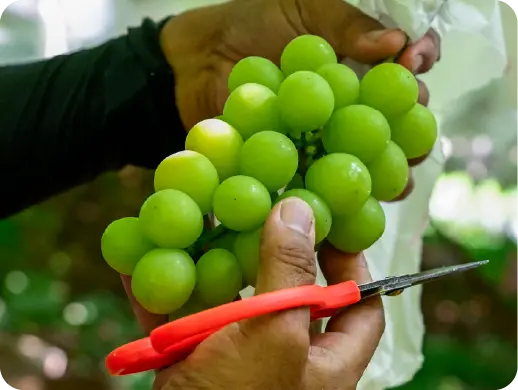 大沢農園で働く様子