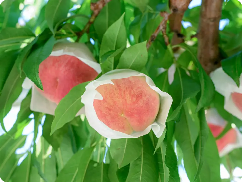 山梨は日本一の果樹王国ブランド